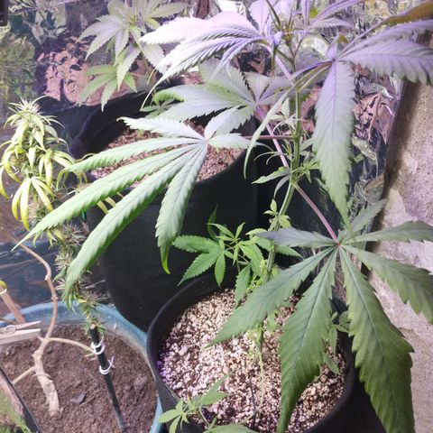 Skunk da matinha ♀️ growlog timeline photo