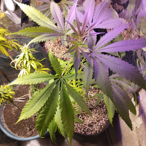 Skunk da matinha ♀️ growlog timeline photo