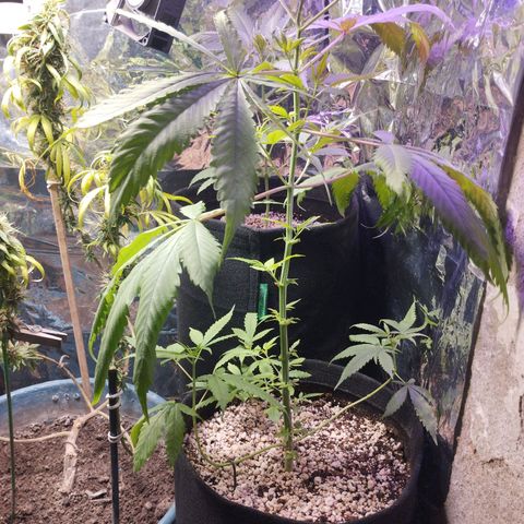 Skunk da matinha ♀️ growlog timeline photo