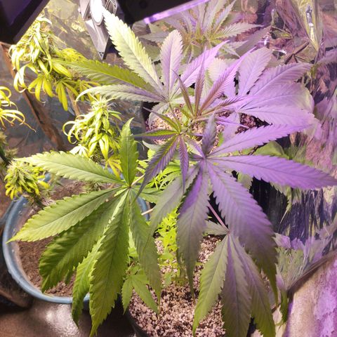 Skunk da matinha ♀️ growlog timeline photo