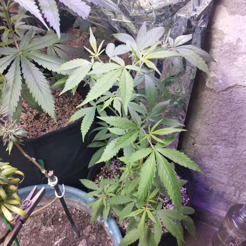 Skunk da matinha ♀️ growlog timeline photo