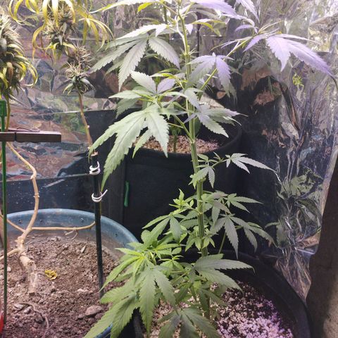 Skunk da matinha ♀️ growlog timeline photo