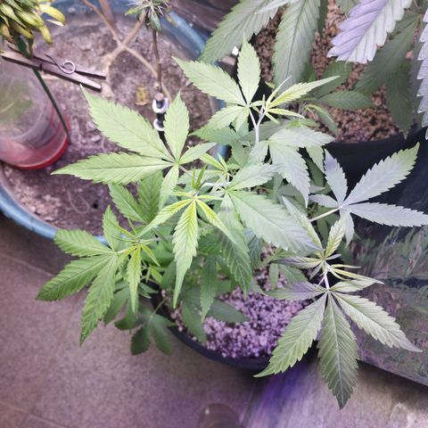 Skunk da matinha ♀️ growlog timeline photo