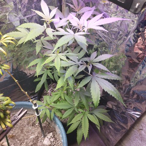 Skunk da matinha ♀️ growlog timeline photo