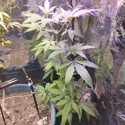 Skunk da matinha ♀️ growlog timeline photo