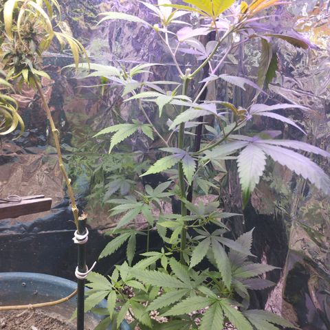 Skunk da matinha ♀️ growlog timeline photo