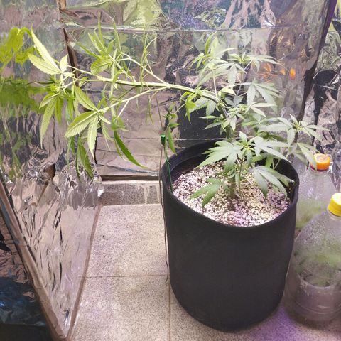 Skunk da matinha ♀️ growlog timeline photo
