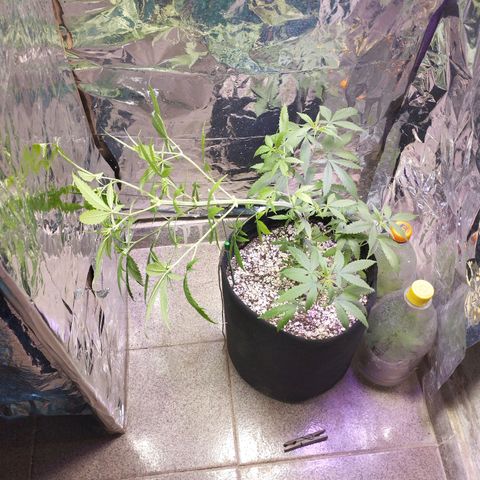 Skunk da matinha ♀️ growlog timeline photo