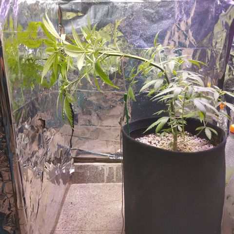 Skunk da matinha ♀️ growlog timeline photo