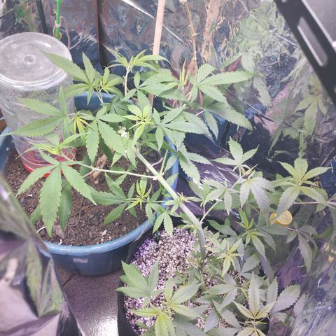 Skunk da matinha ♀️ growlog timeline photo
