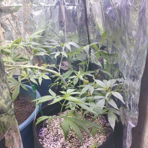 Skunk da matinha ♀️ growlog timeline photo