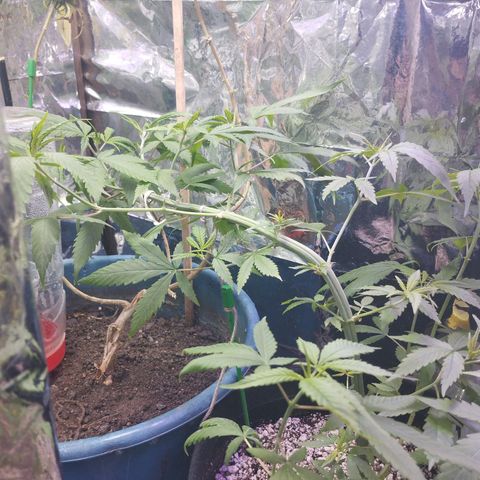 Skunk da matinha ♀️ growlog timeline photo