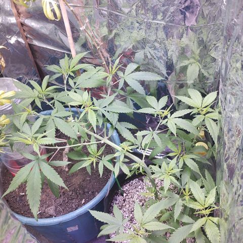 Skunk da matinha ♀️ growlog timeline photo