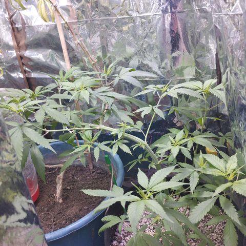 Skunk da matinha ♀️ growlog timeline photo
