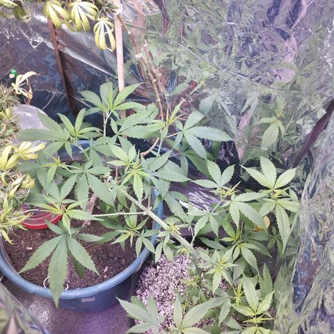 Skunk da matinha ♀️ growlog timeline photo
