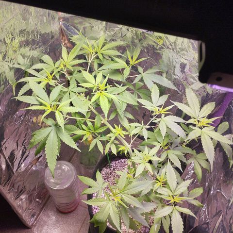 Skunk da matinha ♀️ growlog timeline photo