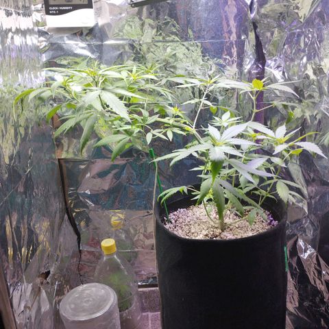 Skunk da matinha ♀️ growlog timeline photo
