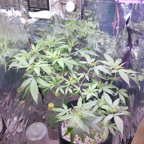 Skunk da matinha ♀️ growlog timeline photo