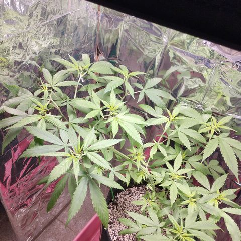 Skunk da matinha ♀️ growlog timeline photo