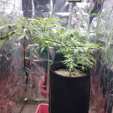 Skunk da matinha ♀️ growlog timeline photo
