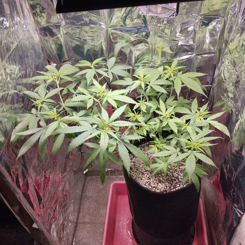 Skunk da matinha ♀️ growlog timeline photo