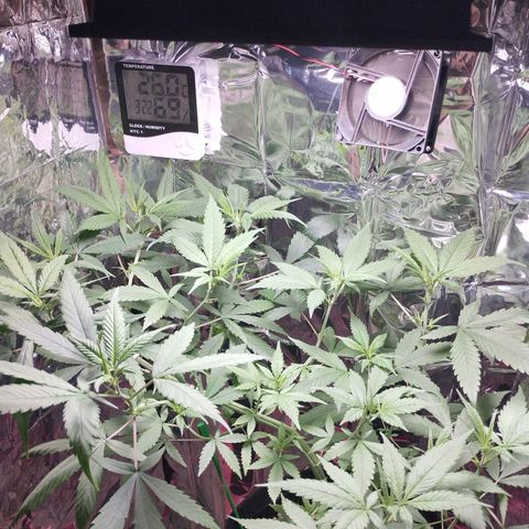 Skunk da matinha ♀️ growlog timeline photo