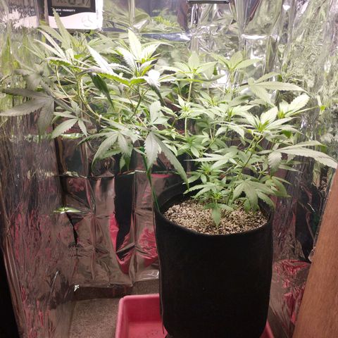 Skunk da matinha ♀️ growlog timeline photo