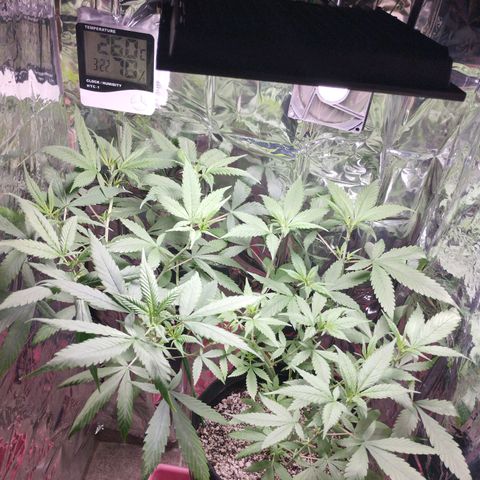 Skunk da matinha ♀️ growlog timeline photo