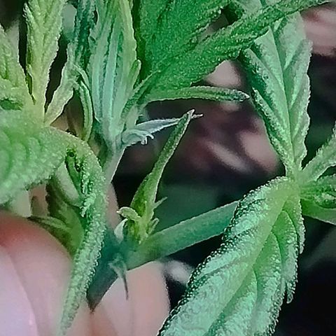 Skunk da matinha ♀️ growlog timeline photo