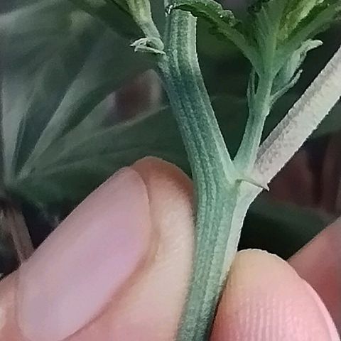 Skunk da matinha ♀️ growlog timeline photo