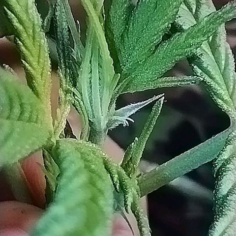 Skunk da matinha ♀️ growlog timeline photo