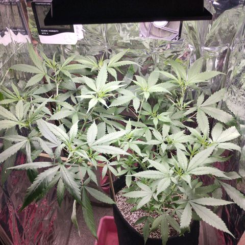Skunk da matinha ♀️ growlog timeline photo