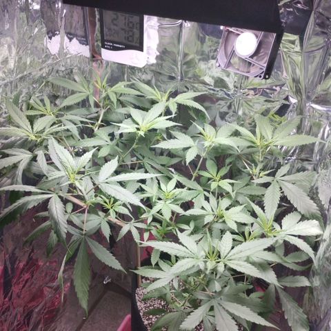 Skunk da matinha ♀️ growlog timeline photo