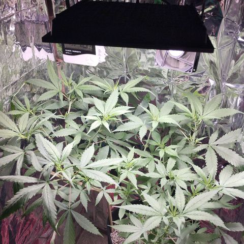 Skunk da matinha ♀️ growlog timeline photo