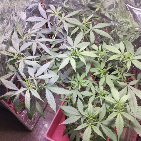 Skunk da matinha ♀️ growlog timeline photo