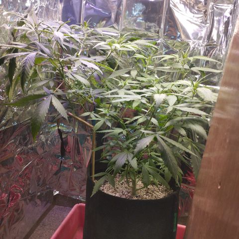 Skunk da matinha ♀️ growlog timeline photo