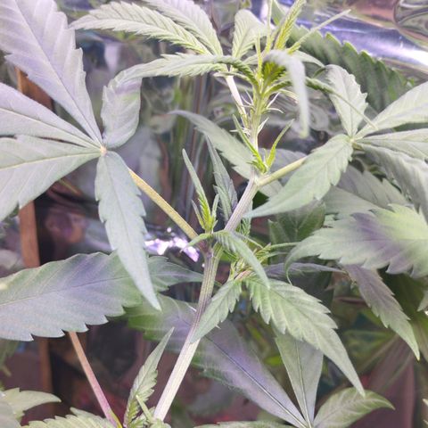 Skunk da matinha ♀️ growlog timeline photo
