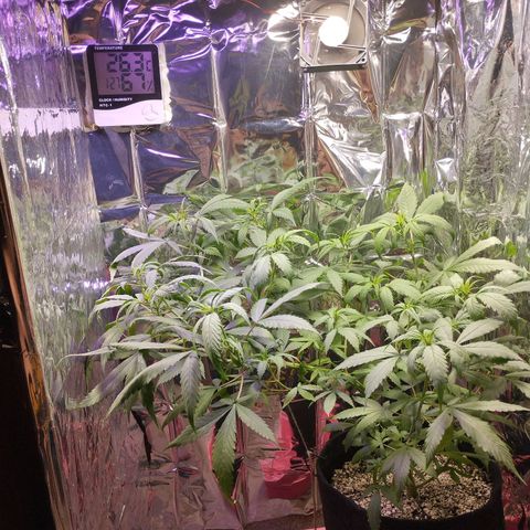 Skunk da matinha ♀️ growlog timeline photo