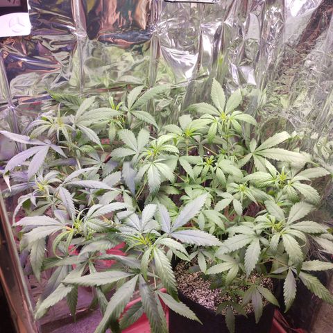 Skunk da matinha ♀️ growlog timeline photo