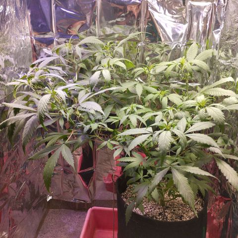 Skunk da matinha ♀️ growlog timeline photo
