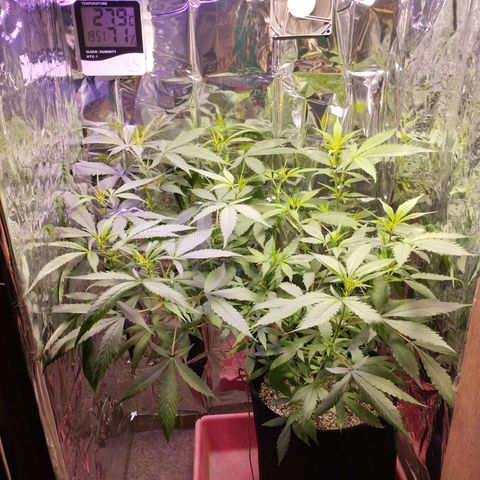 Skunk da matinha ♀️ growlog timeline photo
