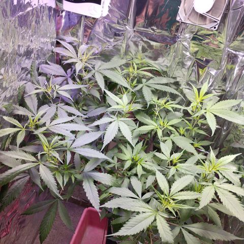 Skunk da matinha ♀️ growlog timeline photo