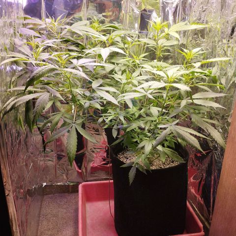 Skunk da matinha ♀️ growlog timeline photo