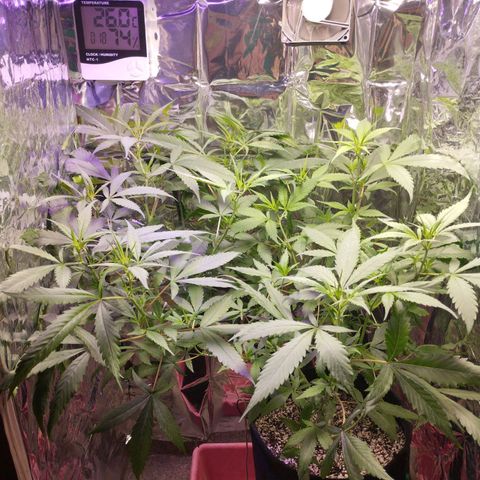 Skunk da matinha ♀️ growlog timeline photo