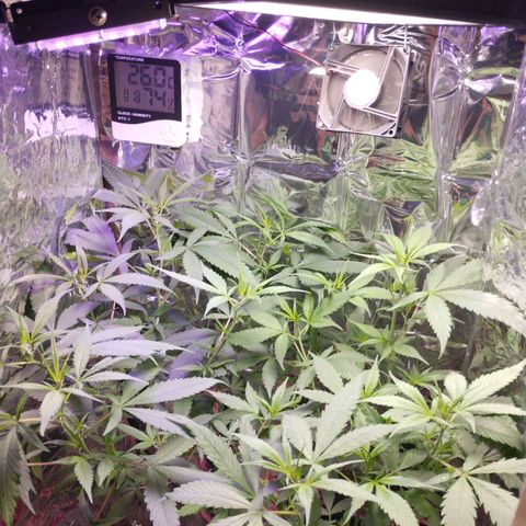 Skunk da matinha ♀️ growlog timeline photo
