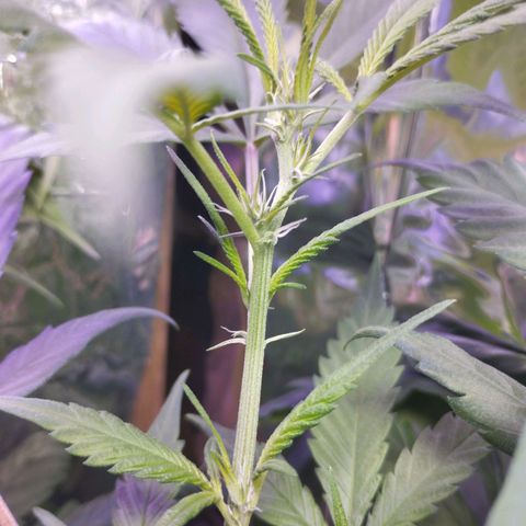 Skunk da matinha ♀️ growlog timeline photo