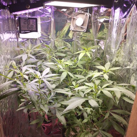 Skunk da matinha ♀️ growlog timeline photo