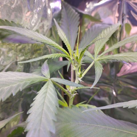 Skunk da matinha ♀️ growlog timeline photo