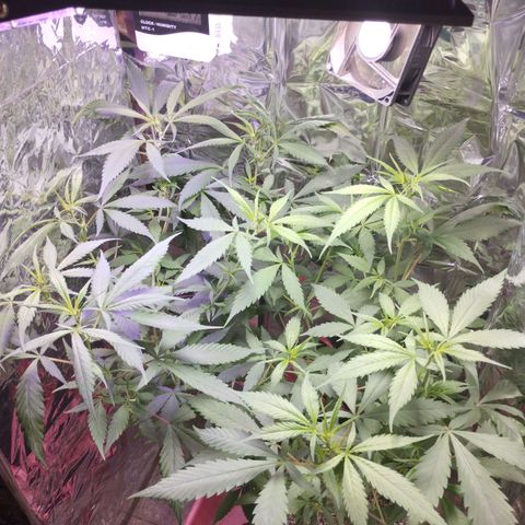 Skunk da matinha ♀️ growlog timeline photo