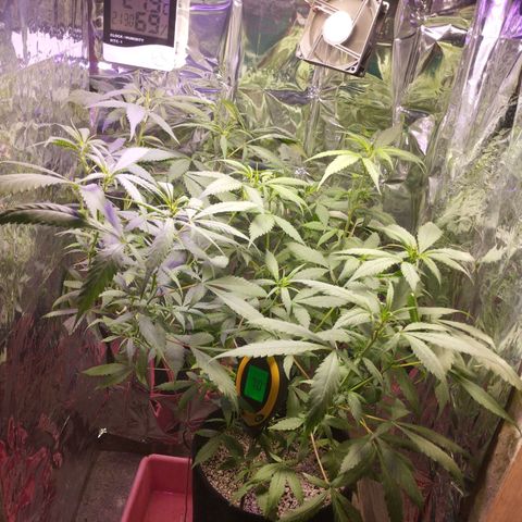 Skunk da matinha ♀️ growlog timeline photo